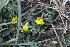 Crotalaria hebecarpa